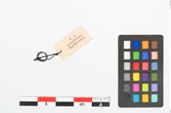 Foto von Bronzering (NHMW-PRAE-025768)